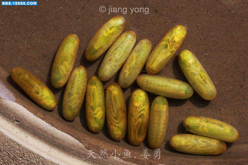 IMG_9323 - 副本1.JPG