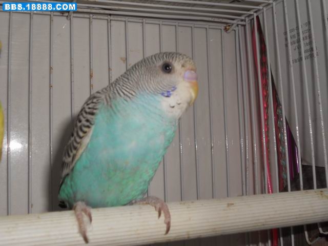 调整大小 DSCN0479.JPG