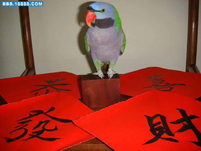 恭喜发财.JPG