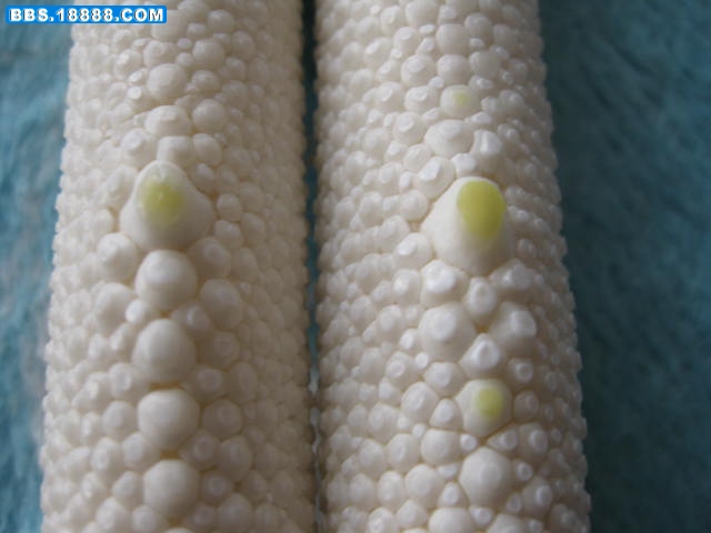 照片 501.jpg