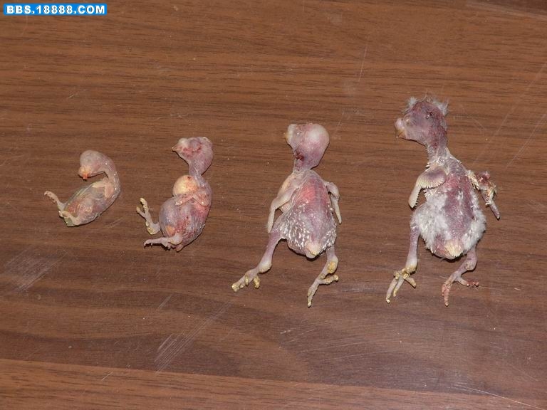 可怜的小鸟.JPG