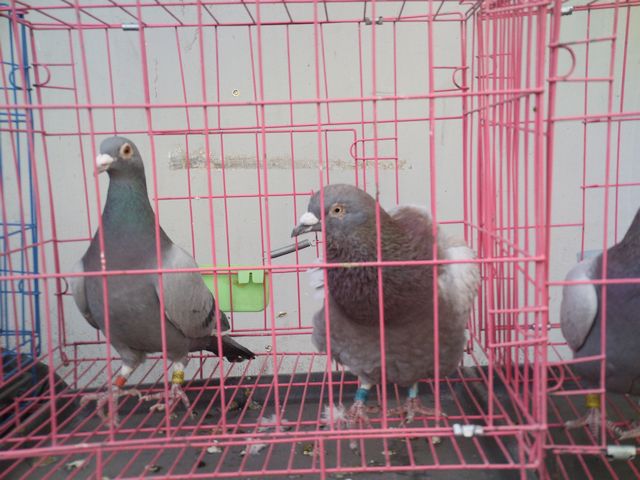 nEO_IMG_PICT2851.jpg