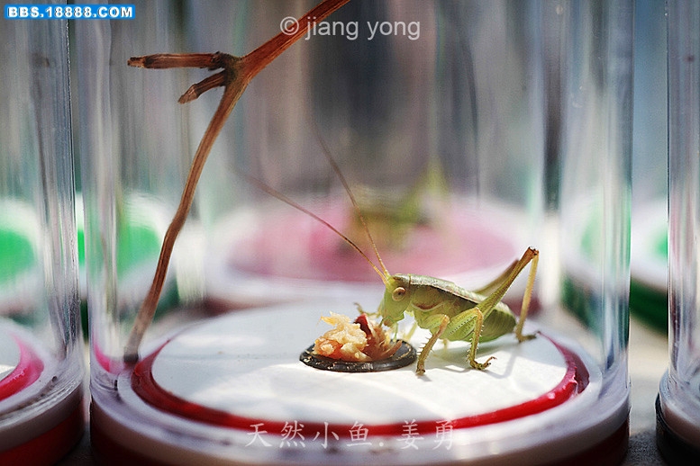 IMG_3265 - 副本.JPG