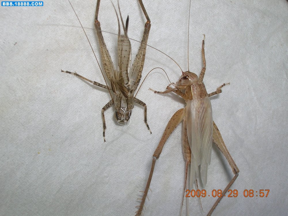 DSCN6766.jpg