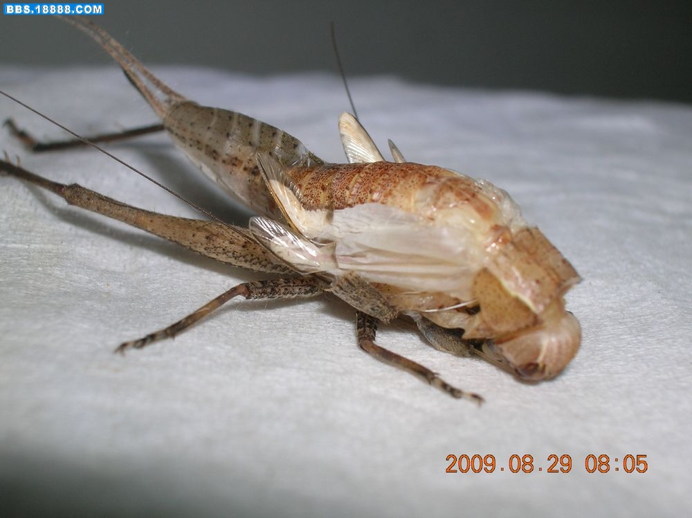 DSCN6710.jpg