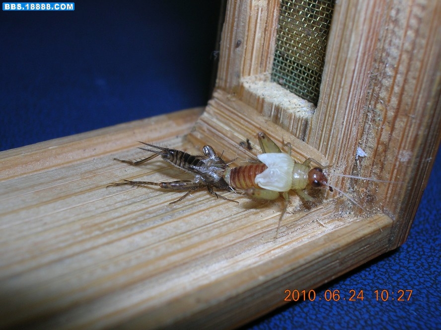 DSCN8593.jpg
