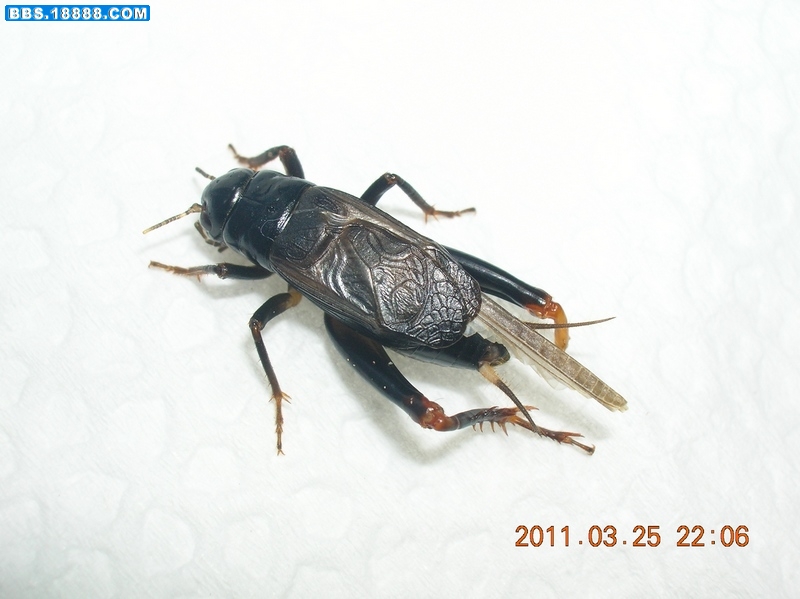 DSCN9974.jpg