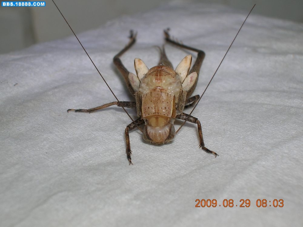 DSCN6704.jpg