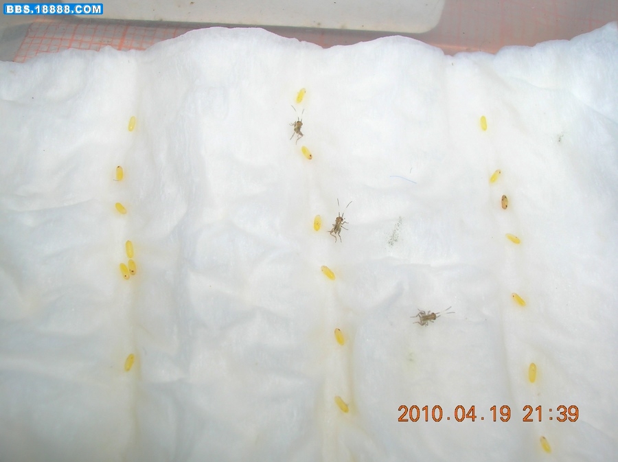 DSCN7625.jpg