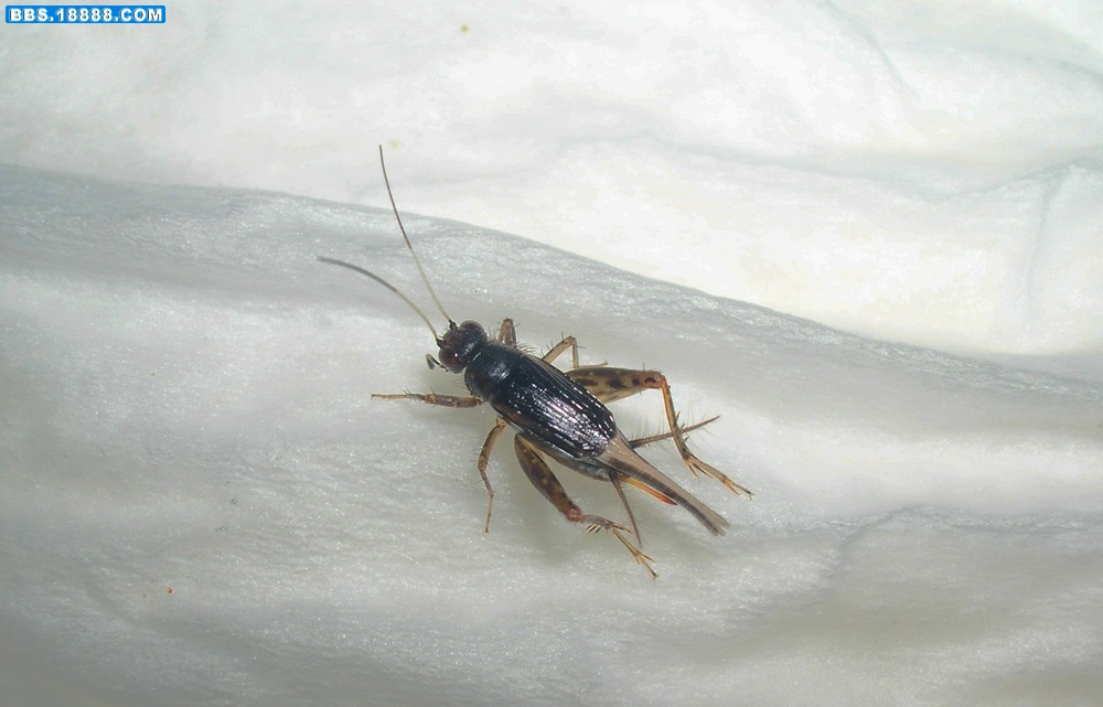 DSCN8642.jpg