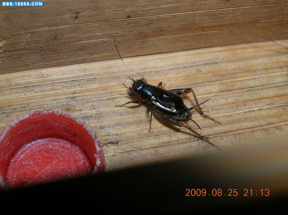 DSCN6674.jpg