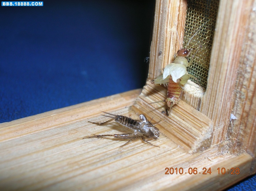 DSCN8596.jpg