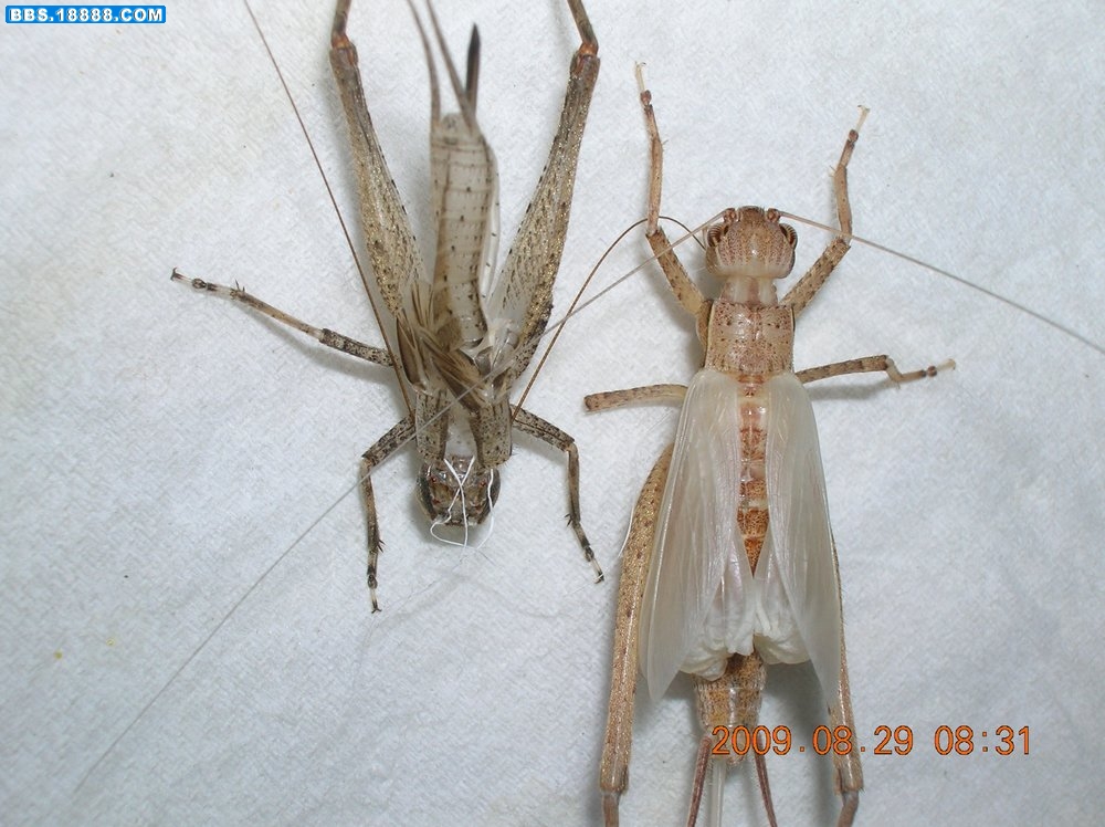 DSCN6750.jpg