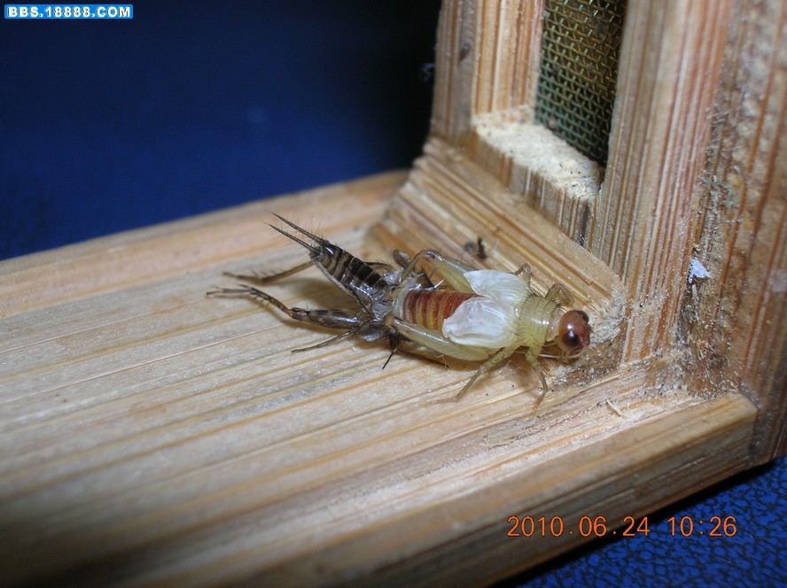 DSCN8588.jpg