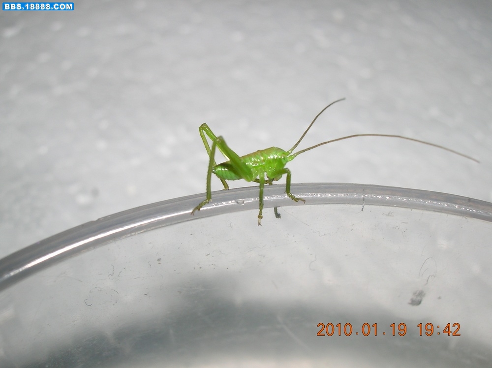 DSCN7266.jpg