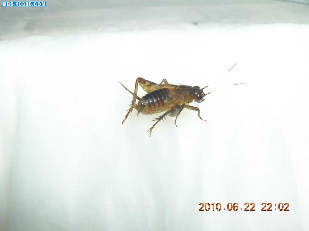 DSCN8558.jpg
