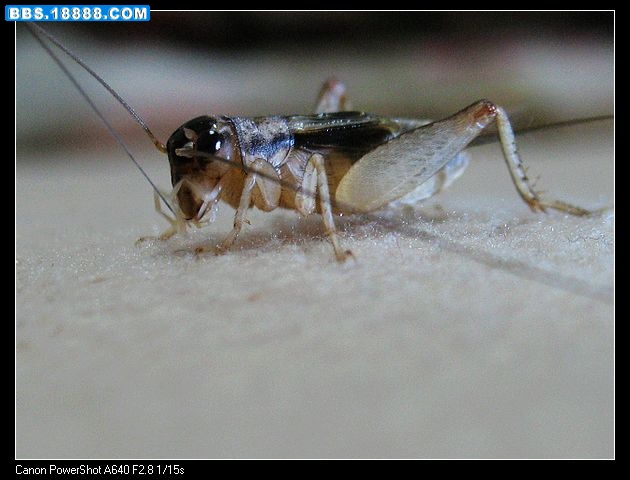 nEO_IMG_照片 037.jpg