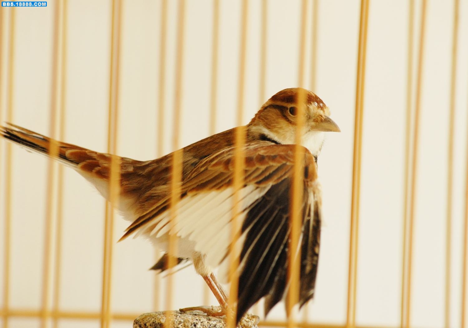DSC_0432_conew1.jpg