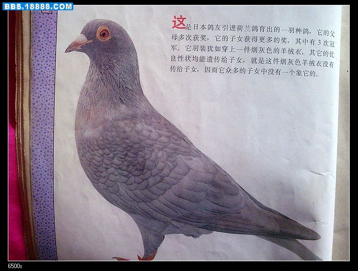nEO_IMG_烟灰一.jpg