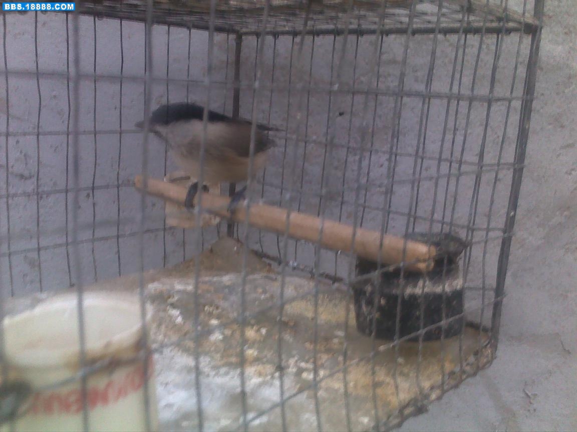 20110320612.jpg
