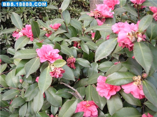 P3290838_副本.jpg
