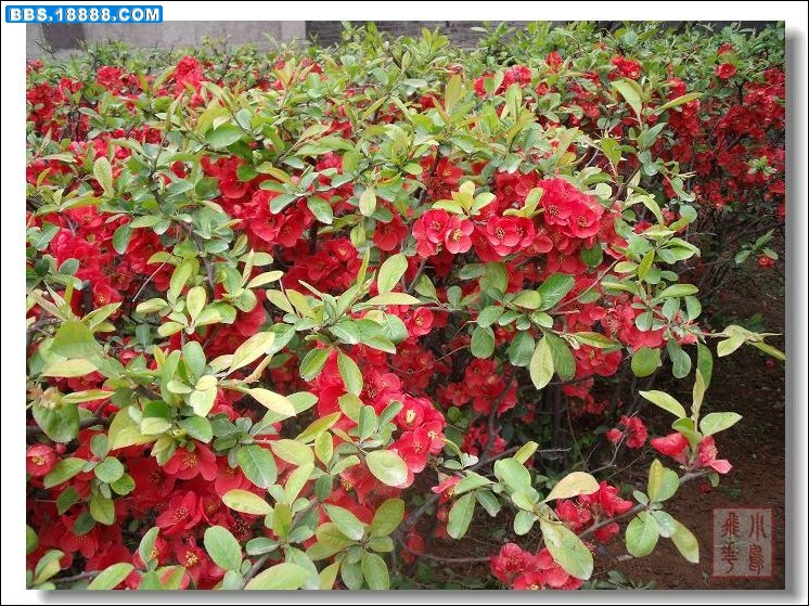 DSCF6002.jpg