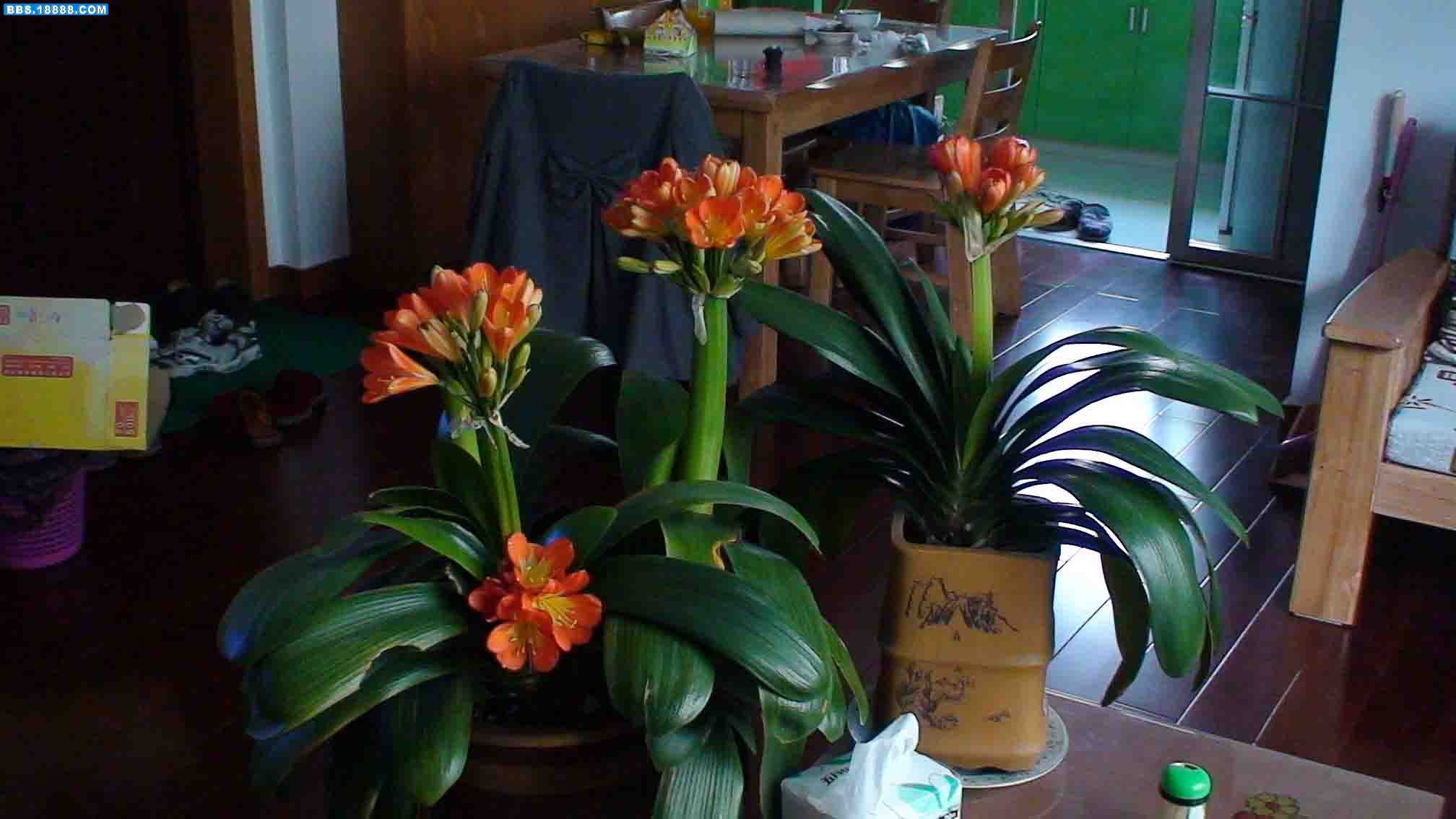 DSC00456.JPG