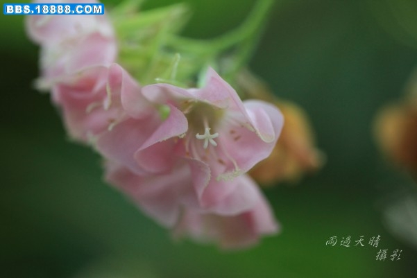 conew_dpp_0008.jpg