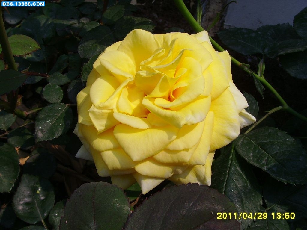 &amp;黄月季1.JPG