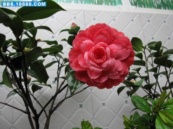 茶 060.jpg
