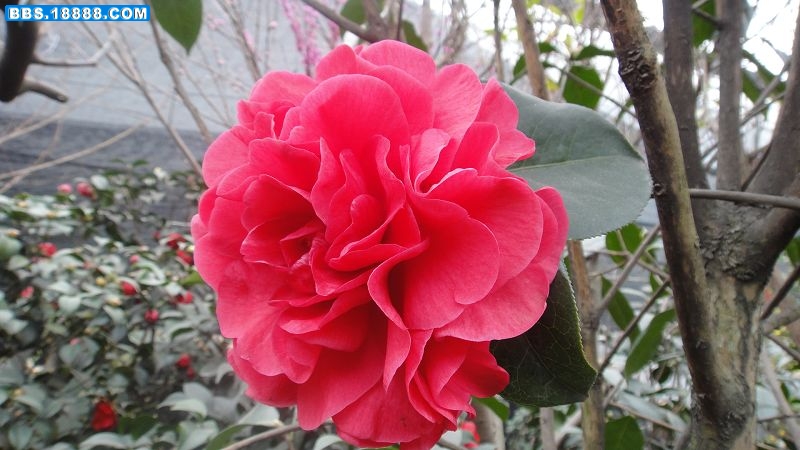 DSC00604.JPG