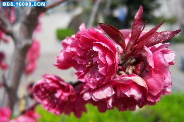 100_8055.JPG