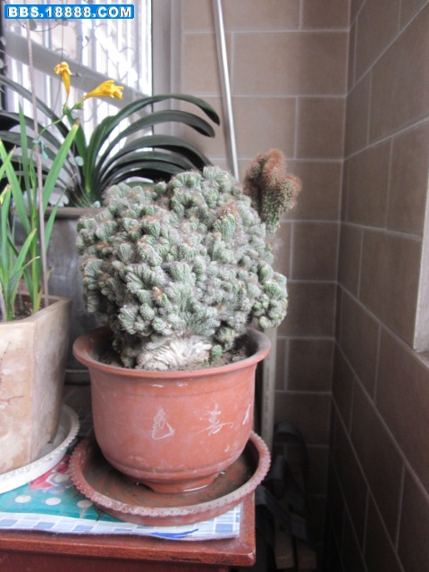 (192).jpg