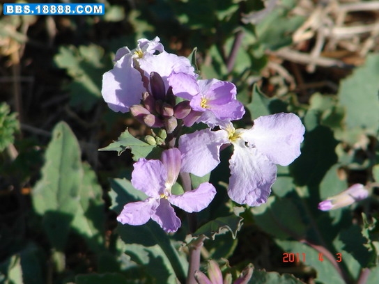 DSC07809_缩小大小.JPG