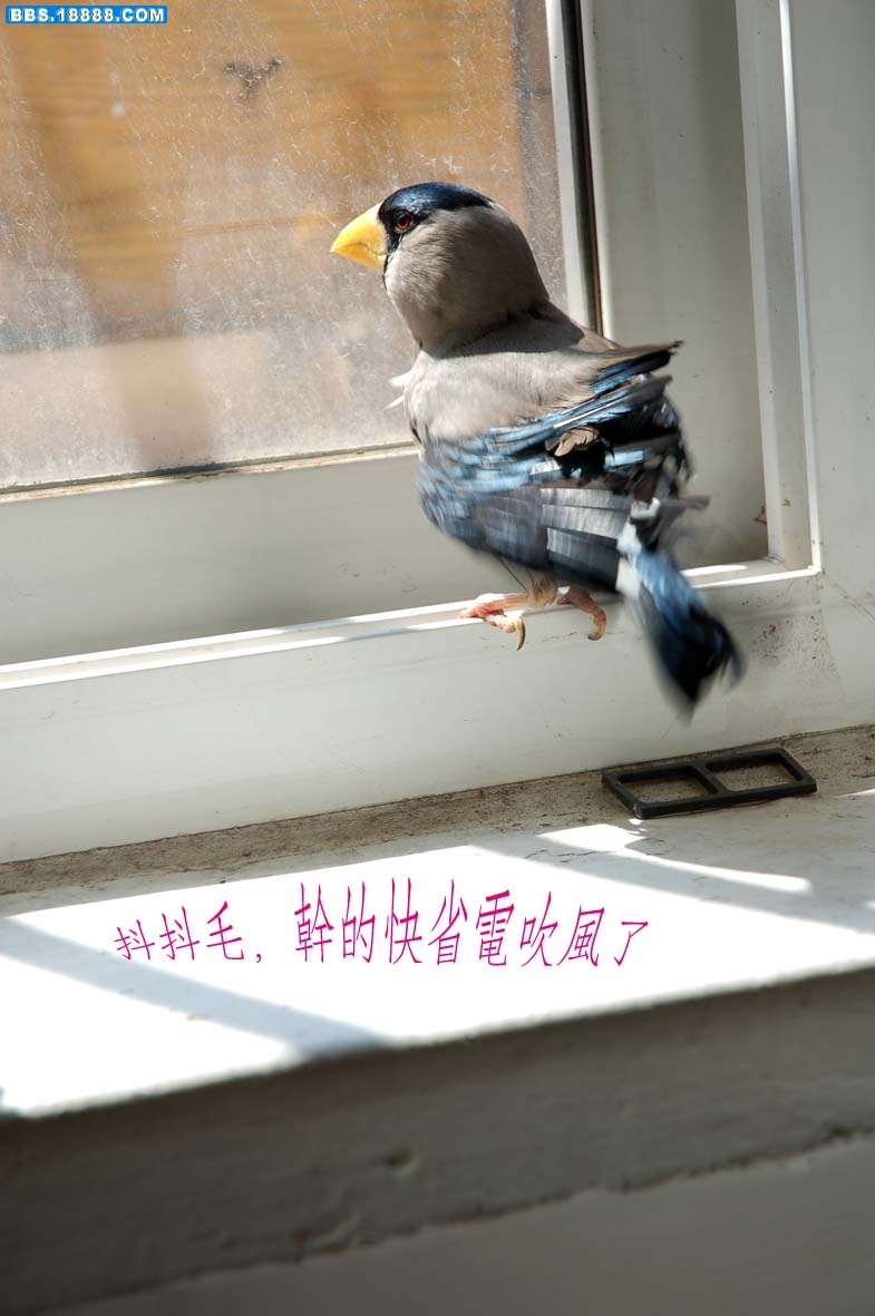 鸟7.jpg