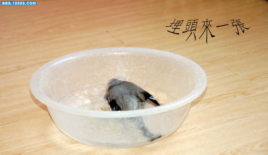 鸟3.jpg