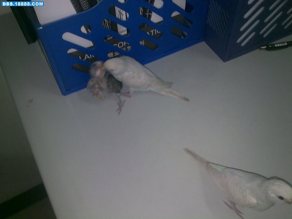 20110415021.jpg