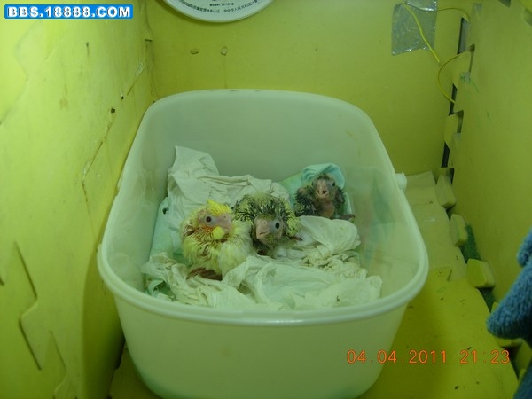 DSCN7688.JPG