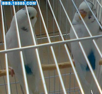 20110424225.jpg