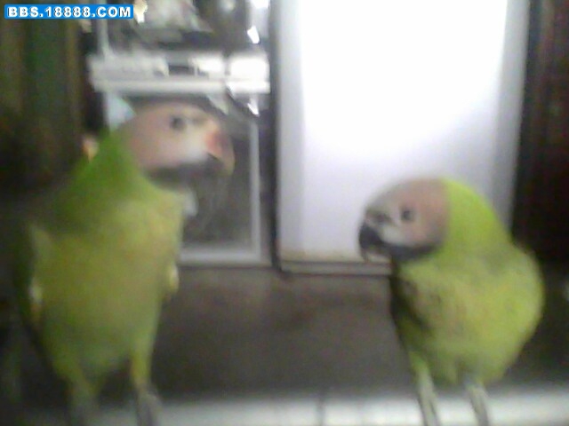 IMG0497A.jpg
