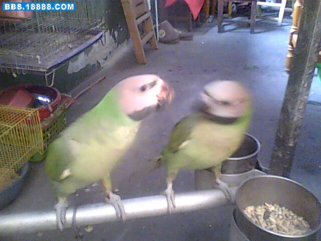 IMG0506A.jpg