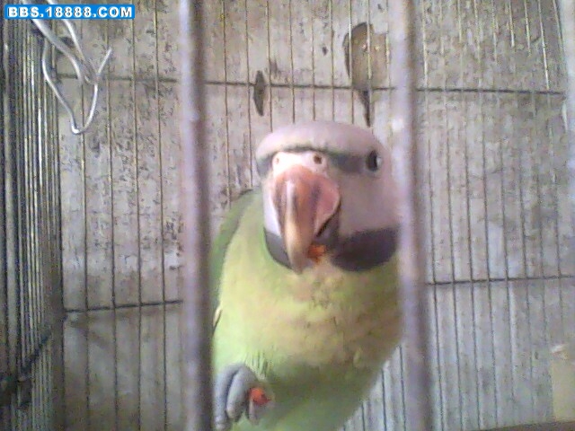 IMG0499A.jpg
