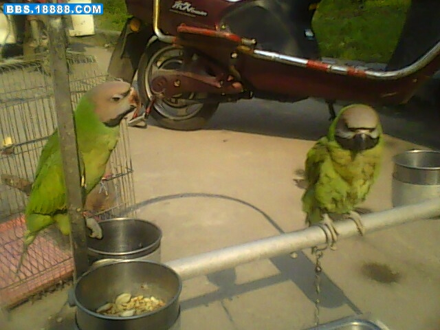 IMG0533A.jpg