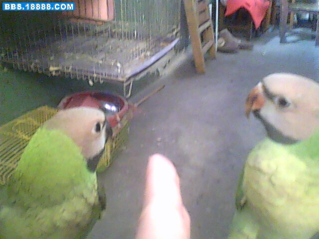 IMG0516A.jpg