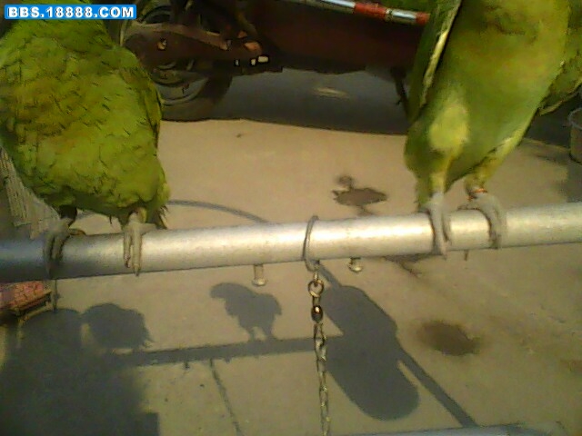 IMG0546A.jpg