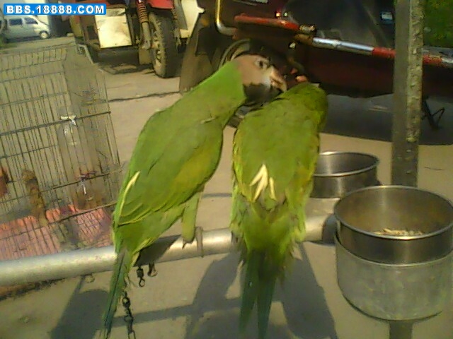 IMG0544A.jpg