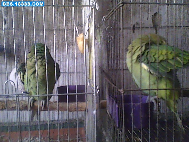 IMG0531A.jpg