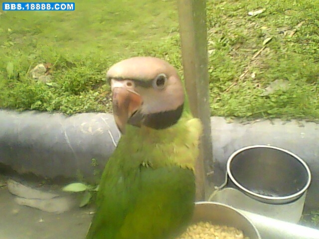 IMG0483A.jpg