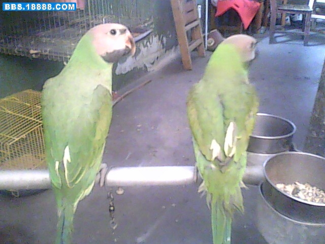 IMG0509A.jpg