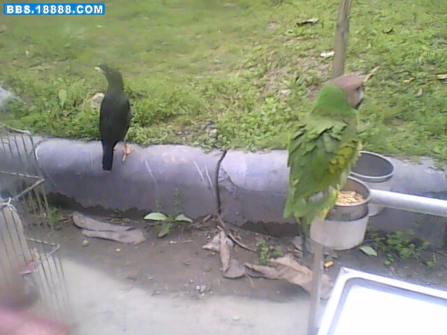 IMG0488A.jpg